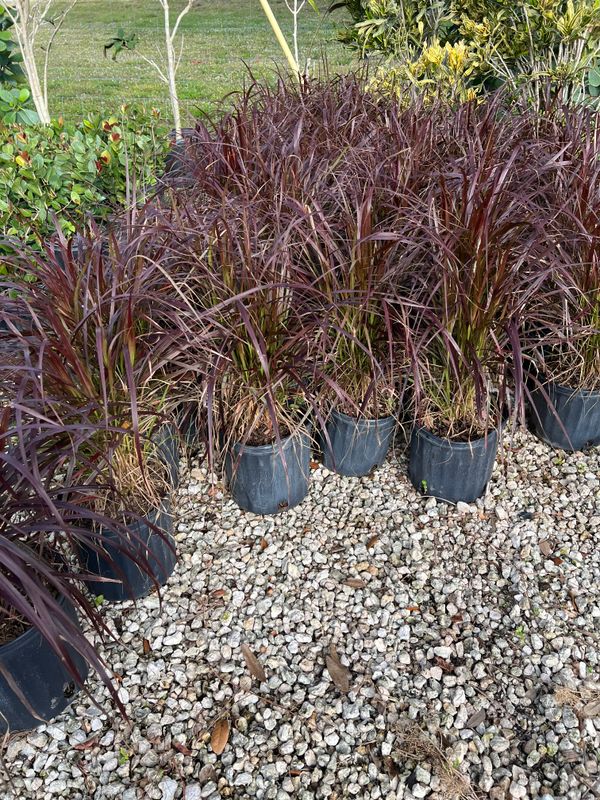 Plant and tree list