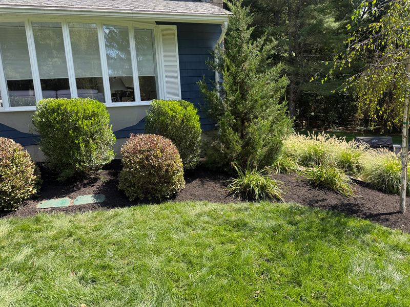 Tree & Shrub Care