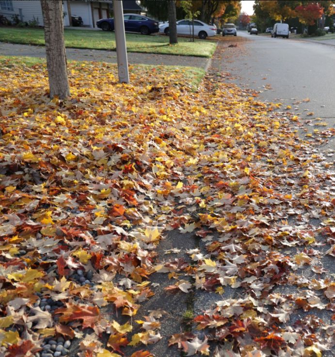 Fall and Spring Clean Up
