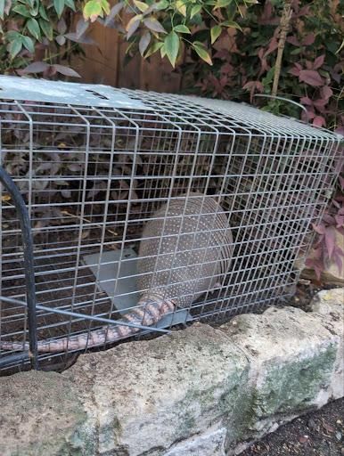 What animal digs in the flowerbeds?