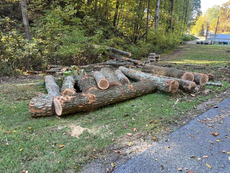 Tree Removal gallery