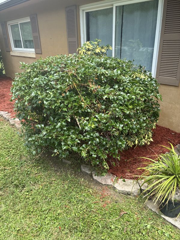 Tree and Hedge Care