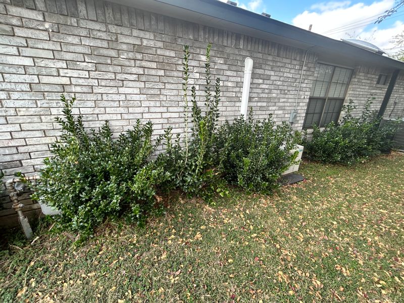 Shrubbery trimming and removal