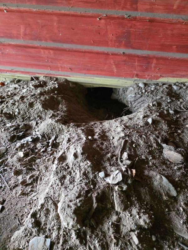 Woodchuck Removal
