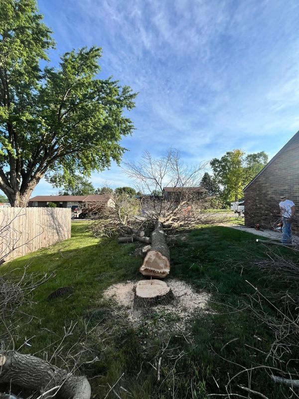 Tree Removal