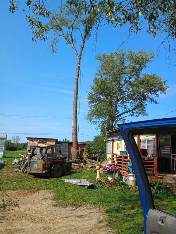 Tree Removal