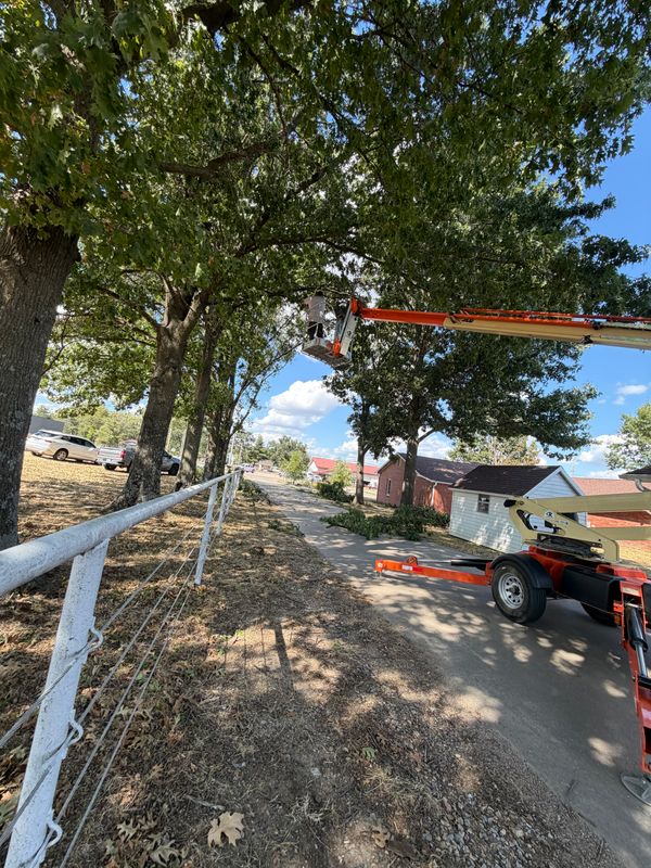 Tree Trimming