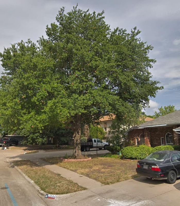 Tree Service