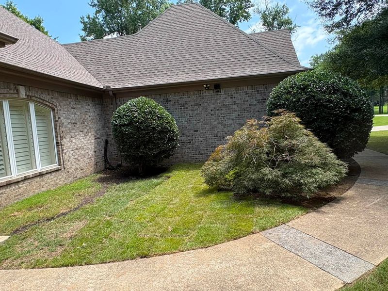 Tree and Shrub Care