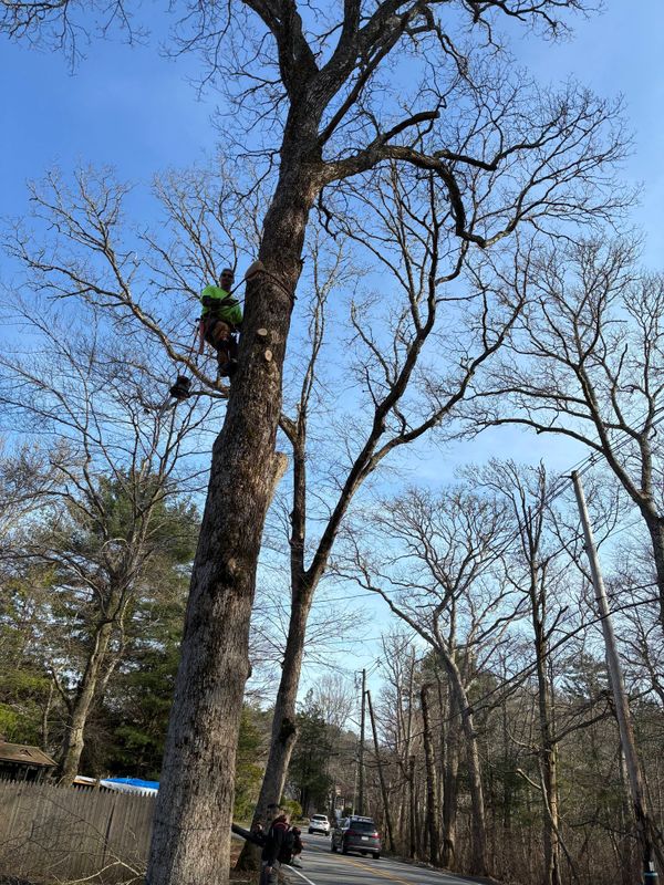 Tree Removal gallery