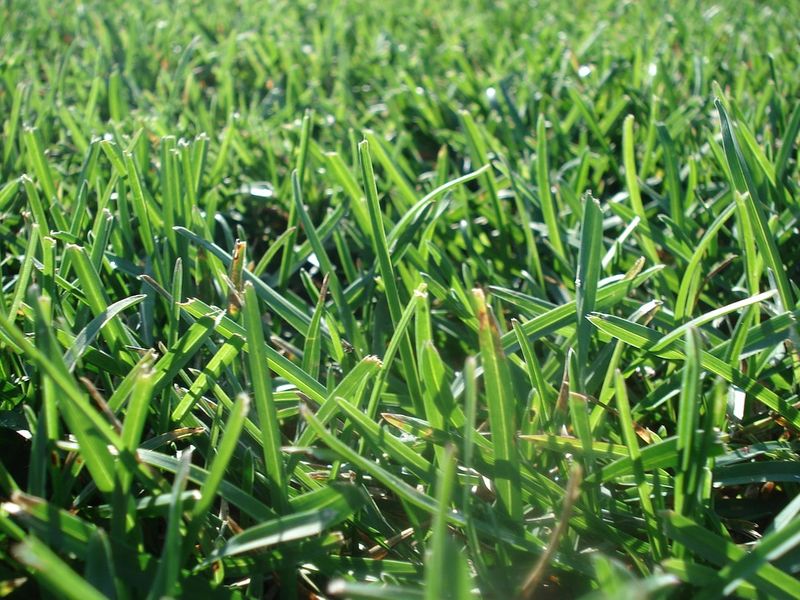 Sod Installation