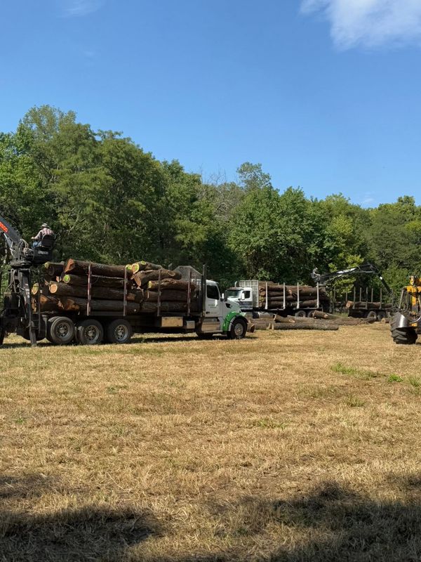 Timber Harvest