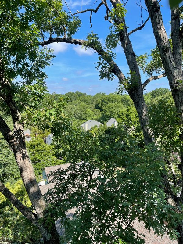 Tree Removal gallery
