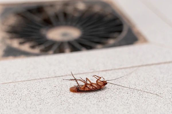 Cockroach Extermination