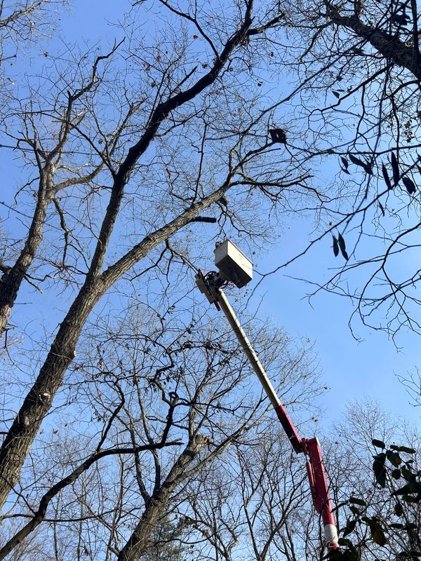 Tree Removal