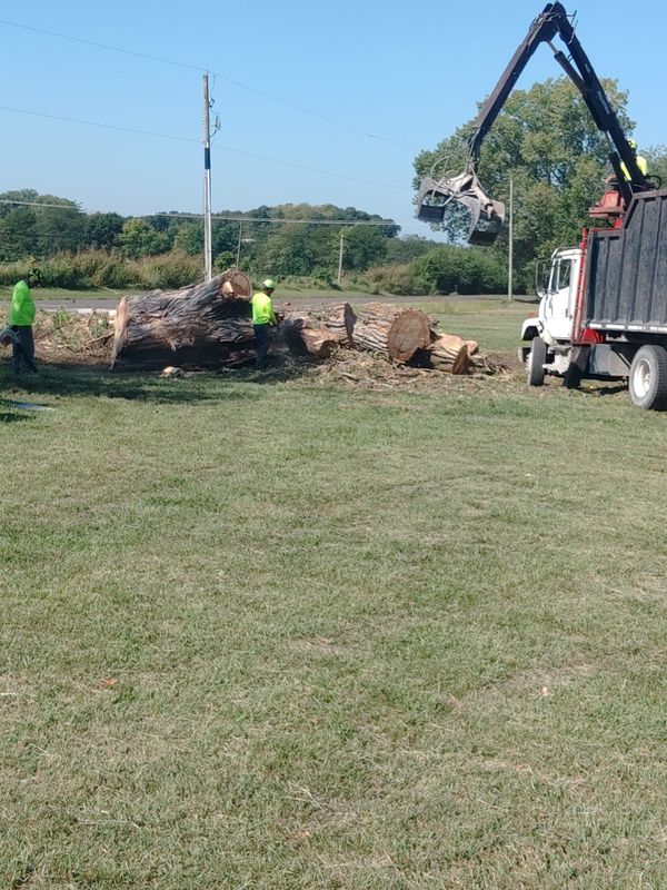 Stump Removal