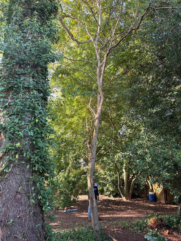 Tree Trimming