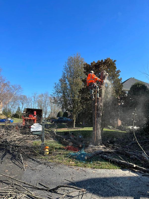 Tree Trimming and Removal