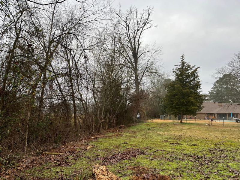 Tree Removal gallery