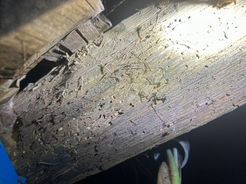 Termite Inspection & Treatment