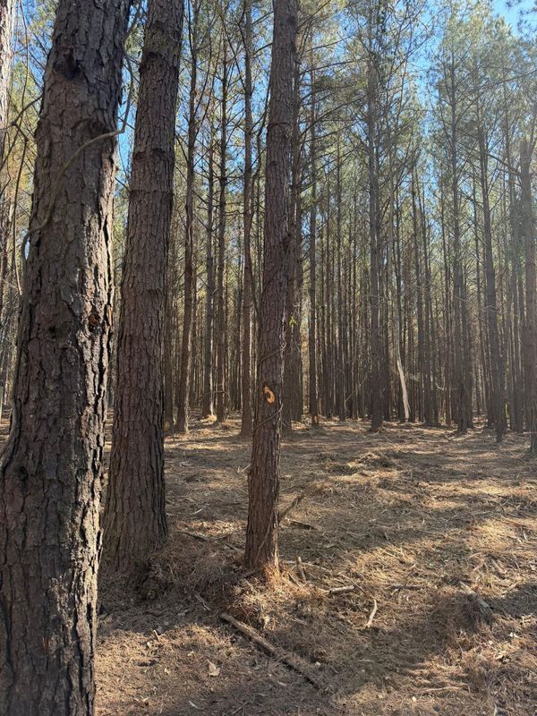 Forestry Mulching