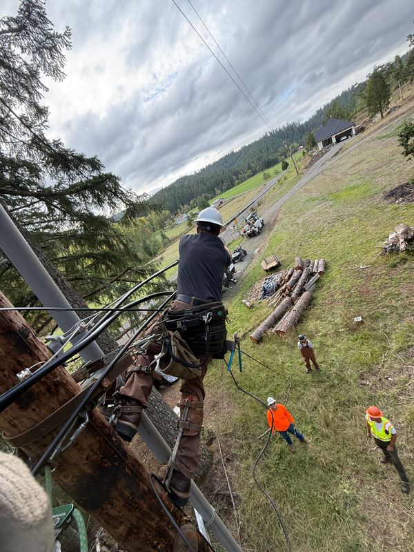 Tree Trimming