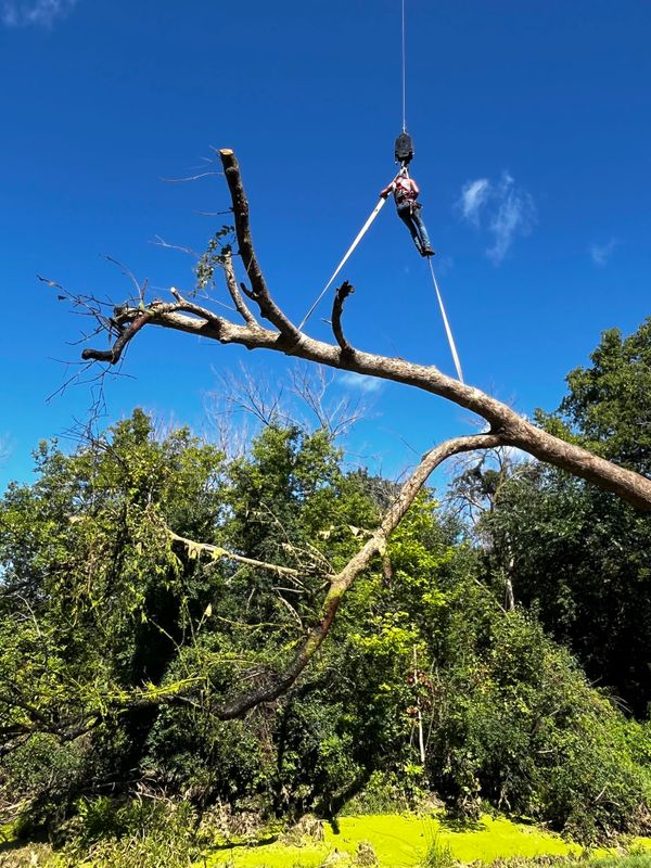 Tree Trimming