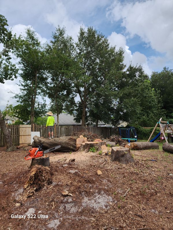 Elevate Your Yard: Expert Tree Removal and Pruning by Highlife Tree Care