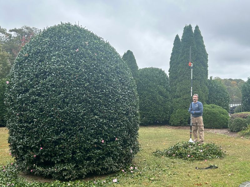 Shrub & Plant Trimming 