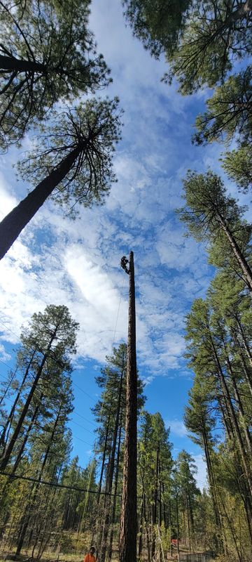 Tree Services