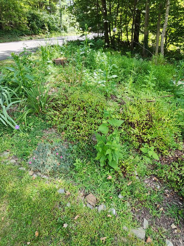 Muclhing & Weeding