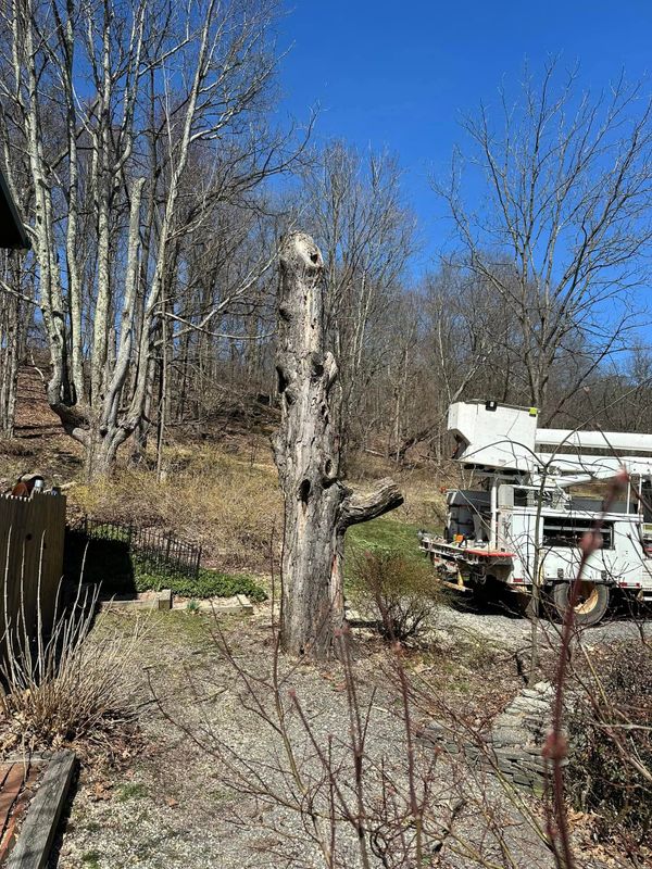 Tree Services