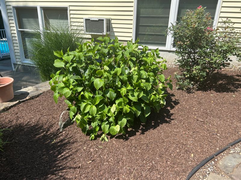 Shrub Trimming