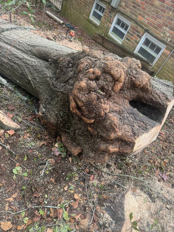 Tree Removal