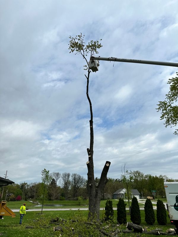Tree & Stump Grinding Removal 