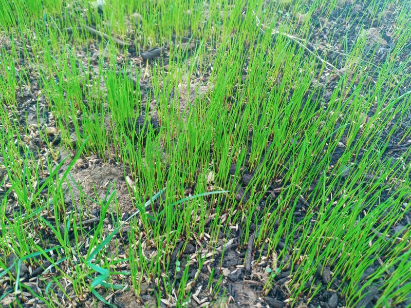 Grass Up