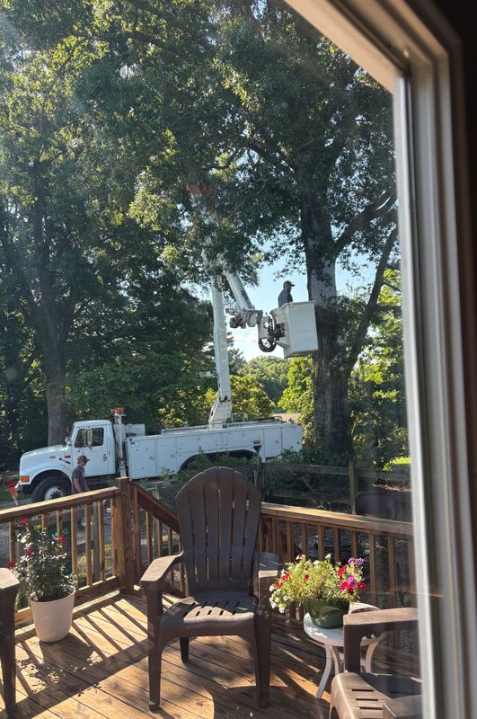 Tree Trimming