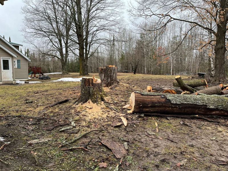 Tree Removal