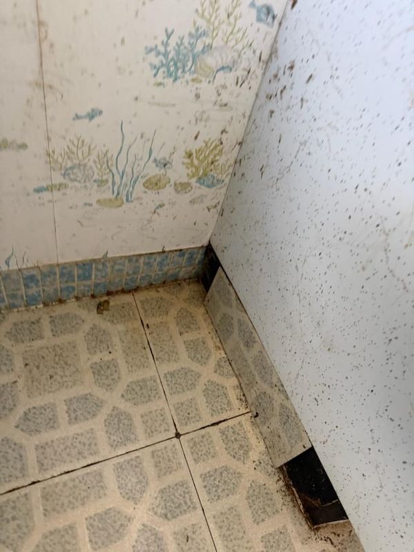 Transforming Spaces: Expert Mold Remediation and Structural Repair by Titan Remediation Industries