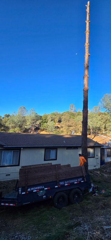 Hazardous Tree Services