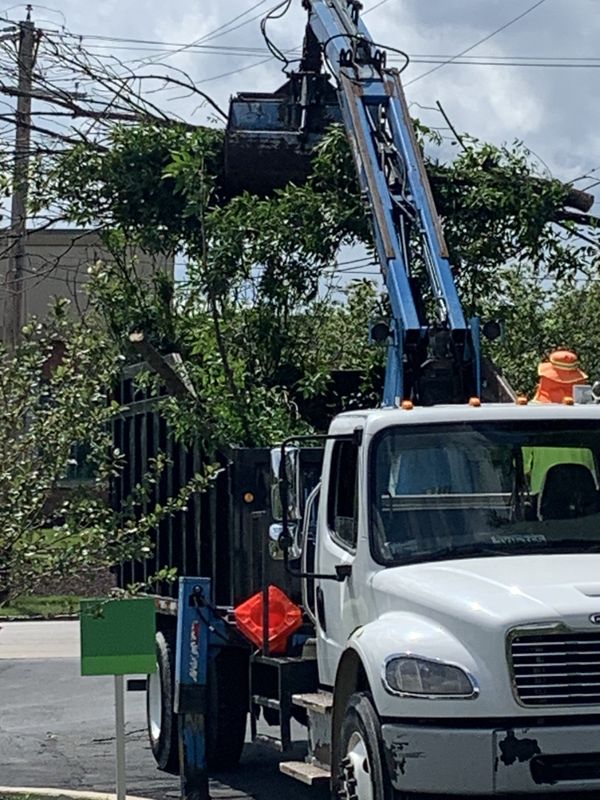 Tree Removal