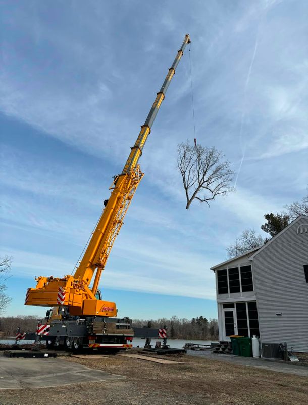 Seamless Arbor Mastery in Alloway: Melnyk's Tree Service Transforms Challenging Tree Removal into Success