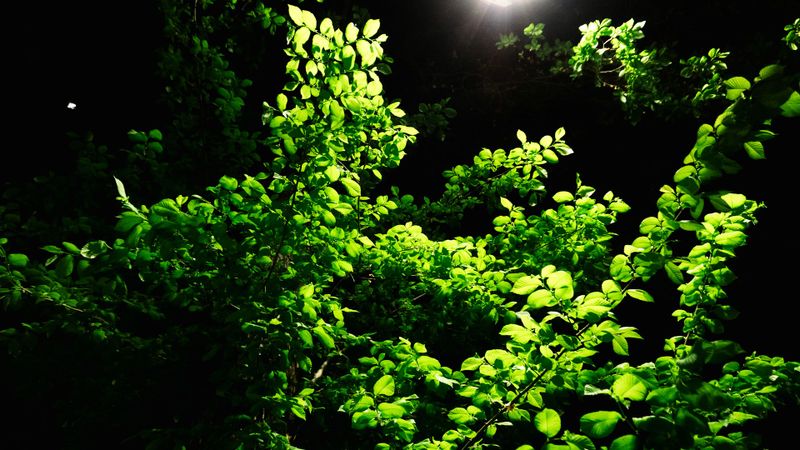 Tree & Shrub Care