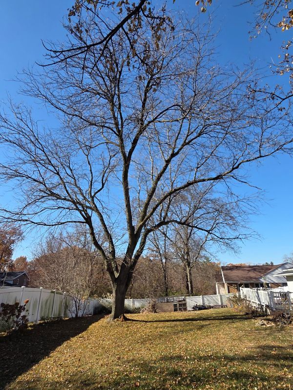 Tree Trimming