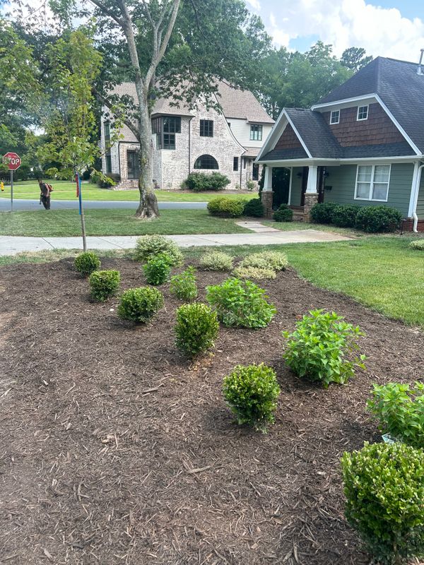 Mulch Installation