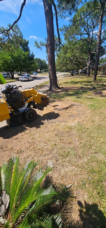 Tree Removal