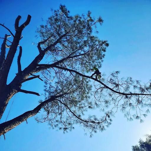 Tree Trimming