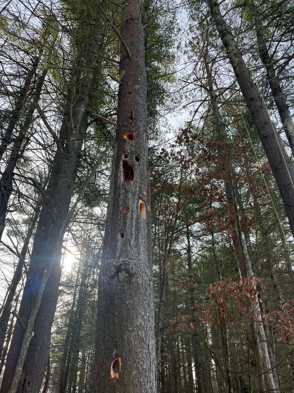 Emergency tree services