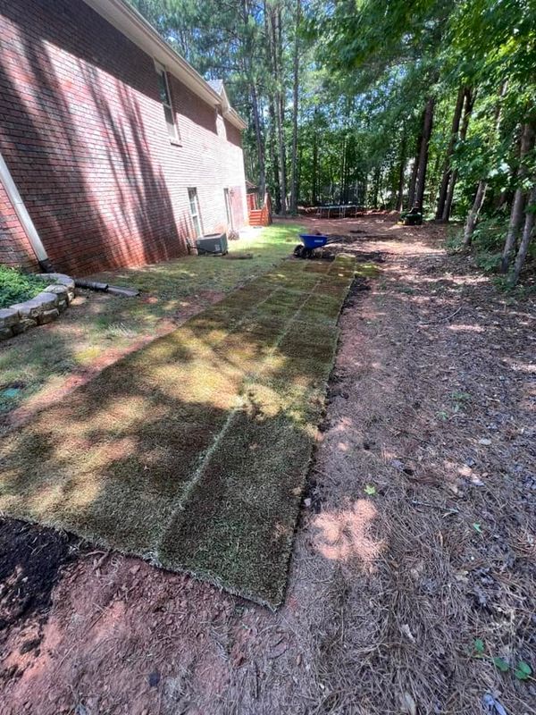 Sod  Installing