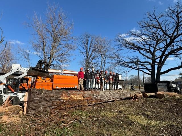 Tree Removal